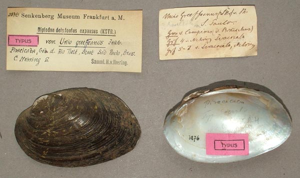 specimen