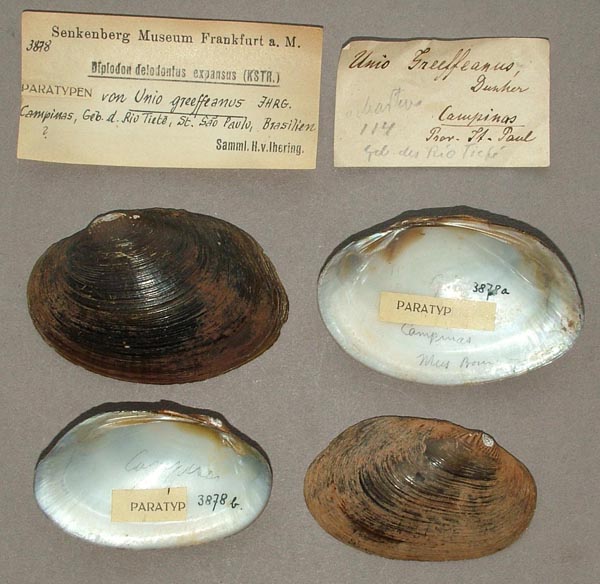 specimen