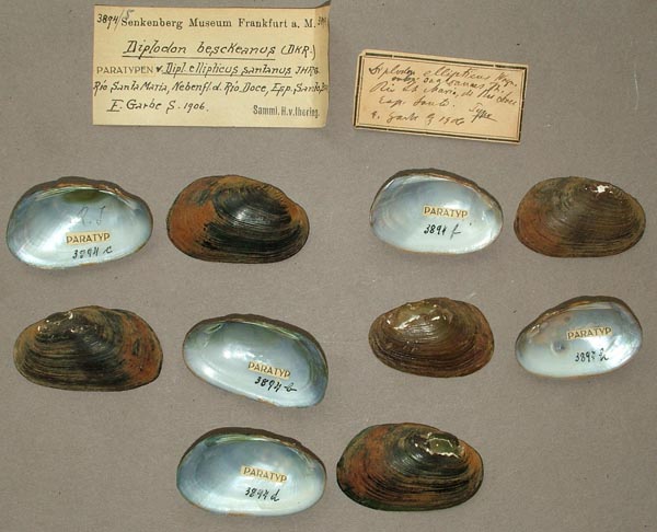 specimen