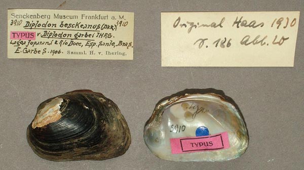 specimen