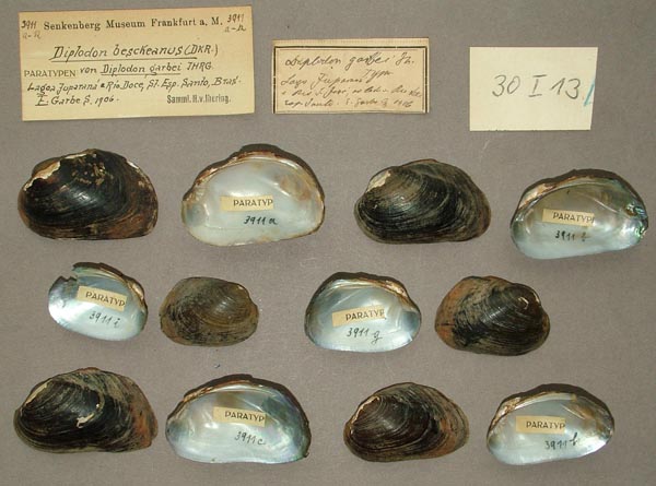 image of lot SMF_3911