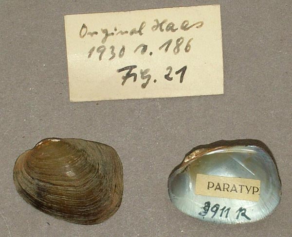 image of lot SMF_3911