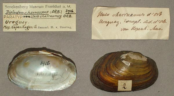 specimen