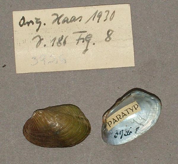specimen