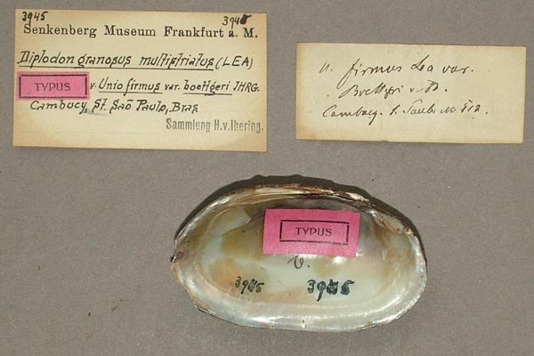 specimen