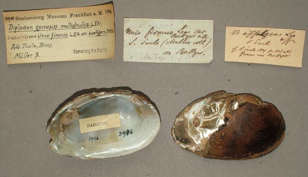 specimen