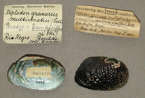 specimen