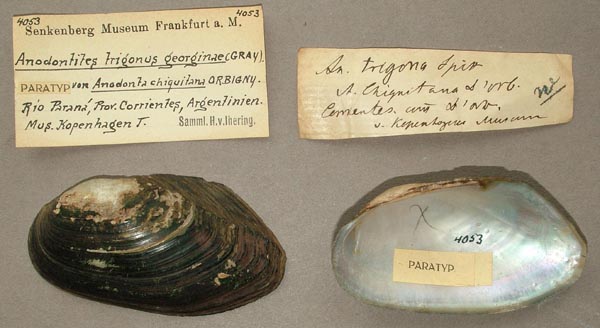 specimen