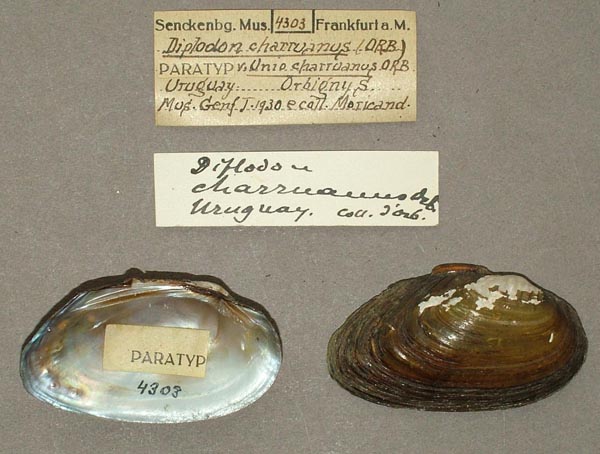 specimen