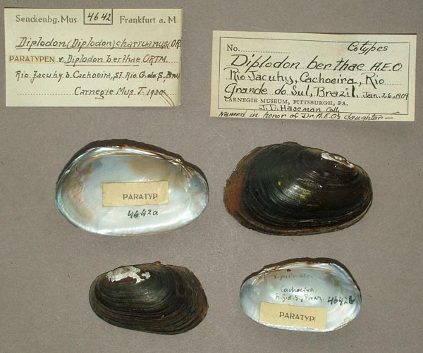 image of lot SMF_4642 image of lot SMF_4642