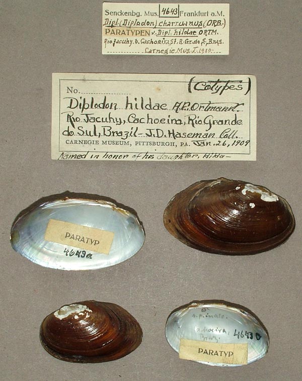 specimen