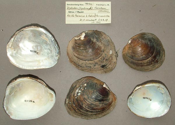 specimen