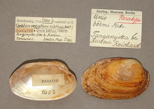 specimen