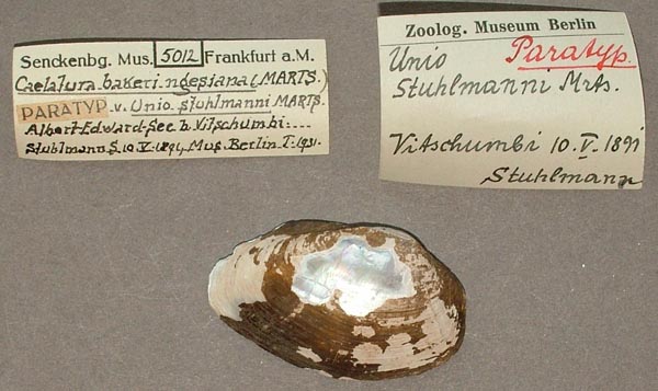 specimen