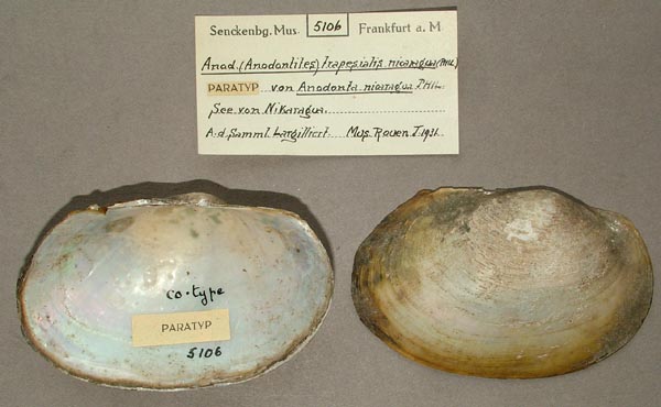 specimen
