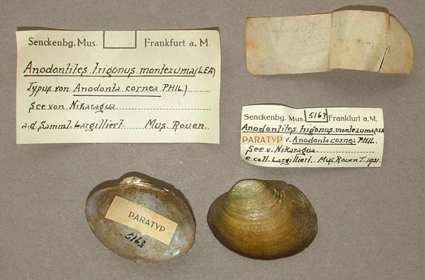 specimen