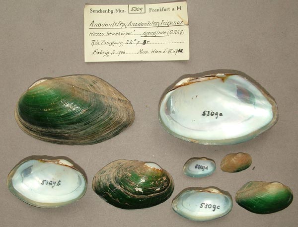 specimen