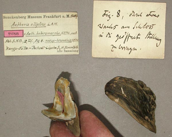 specimen