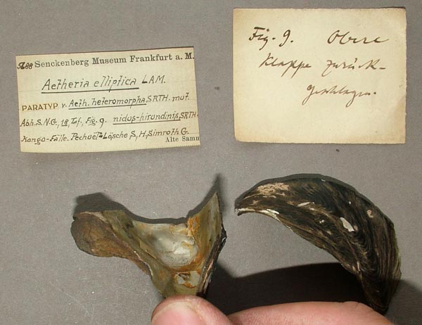 specimen