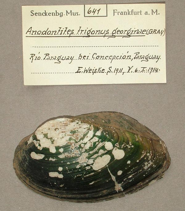 specimen