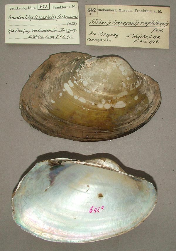 specimen