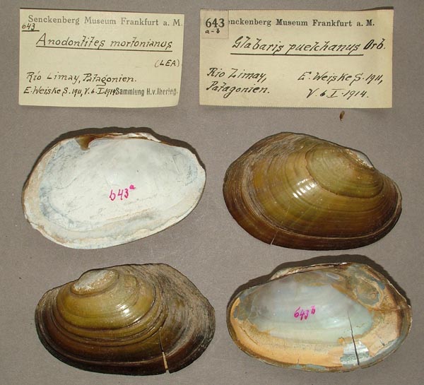 specimen