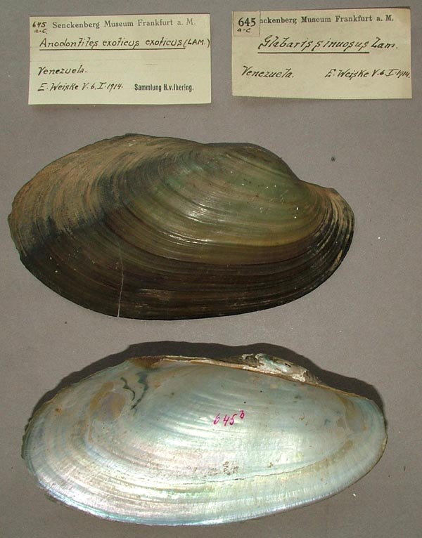 specimen
