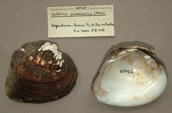specimen