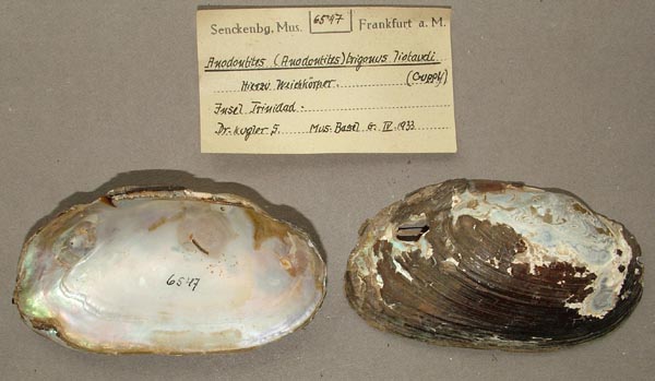 specimen