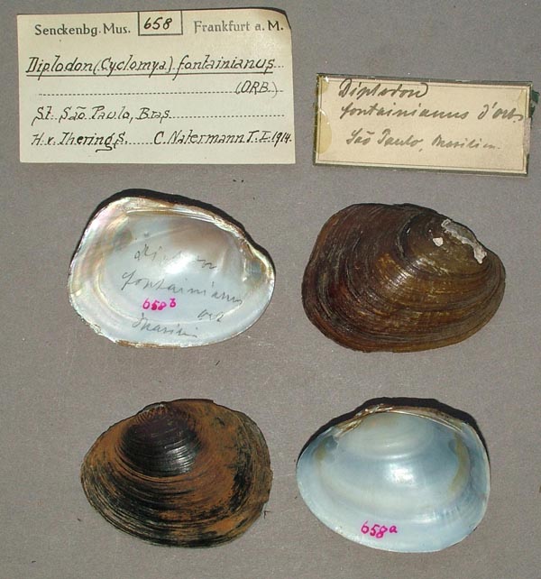 specimen
