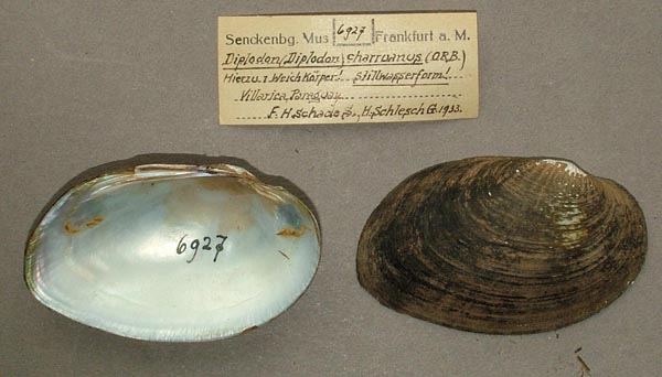 specimen