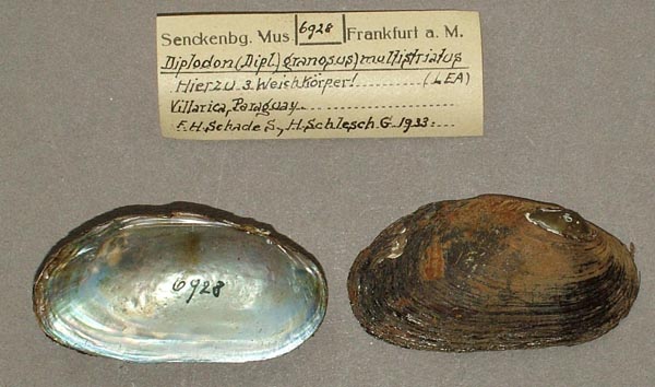 specimen