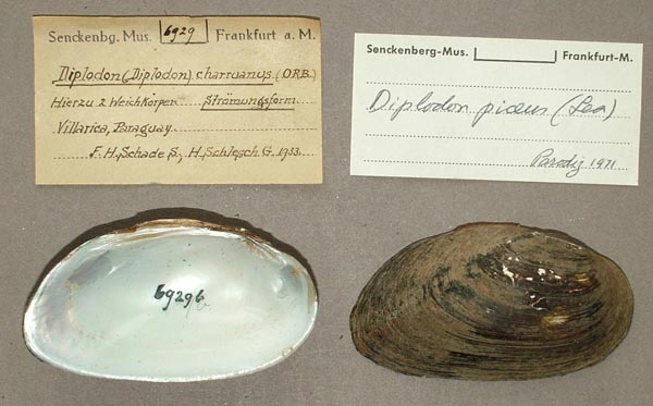 image of lot SMF_6929 image of lot SMF_6929