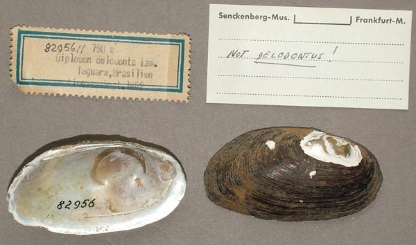 specimen