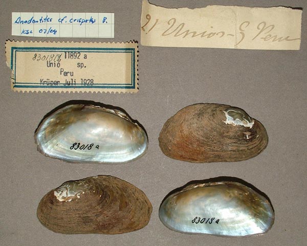 specimen