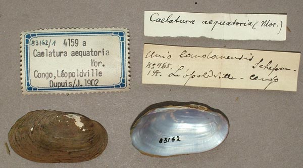 specimen