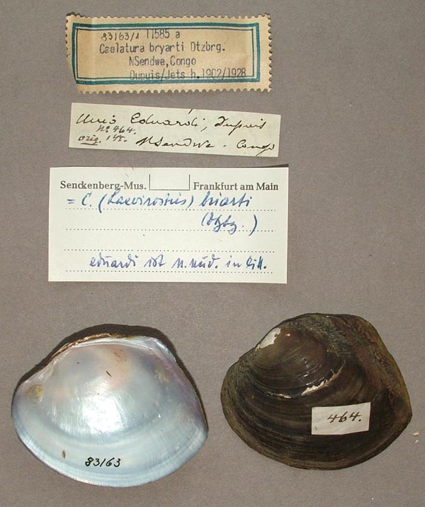 image of lot SMF_83163 image of lot SMF_83163