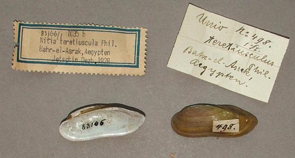 specimen