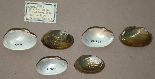 specimen