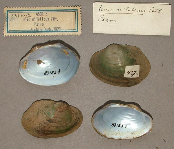 specimen