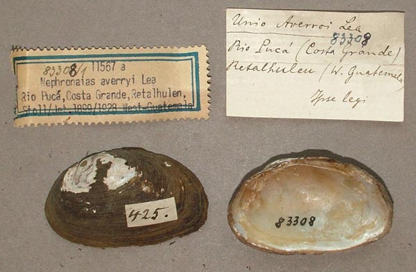 specimen