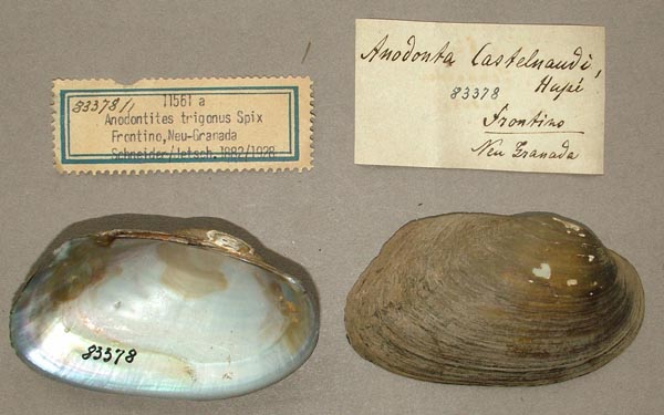 specimen