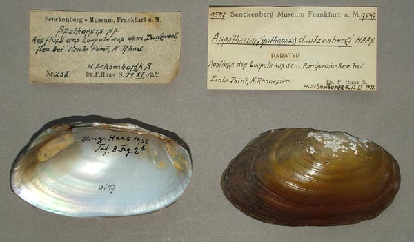 specimen