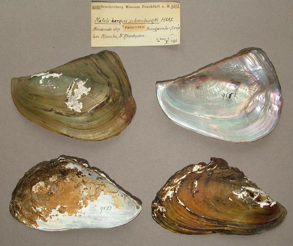 specimen