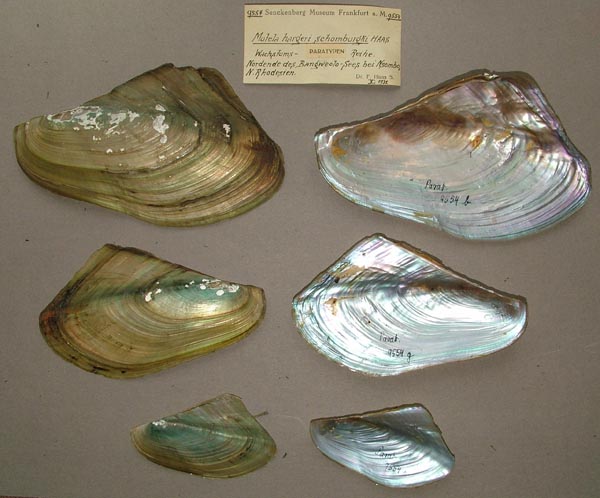 specimen