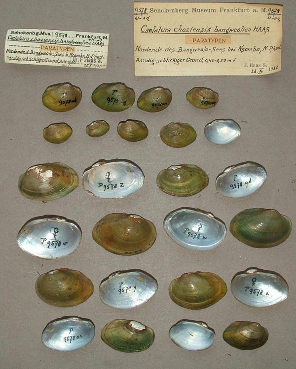specimen