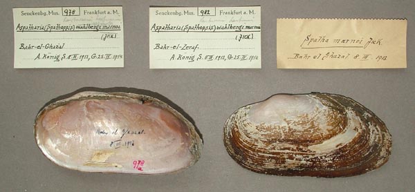 specimen
