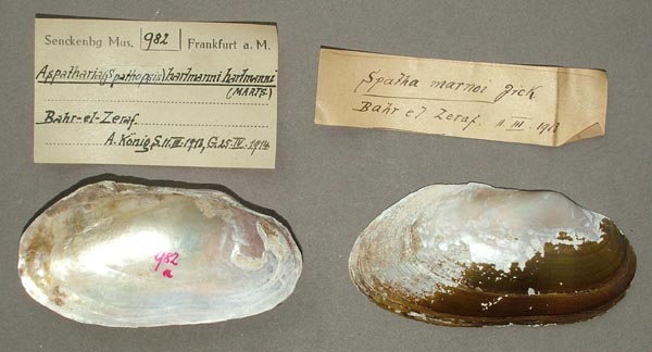 specimen
