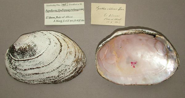 specimen