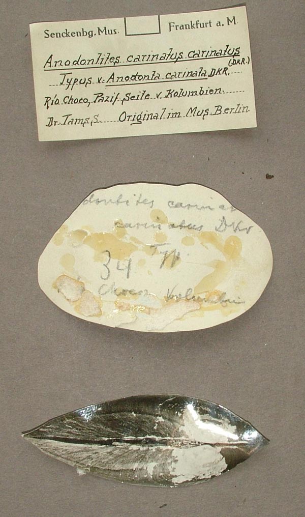 specimen